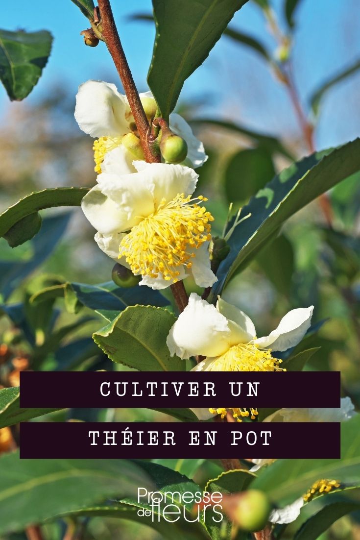 cultivar el árbol del té en maceta