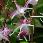 Cultivar Epimedium en macetas