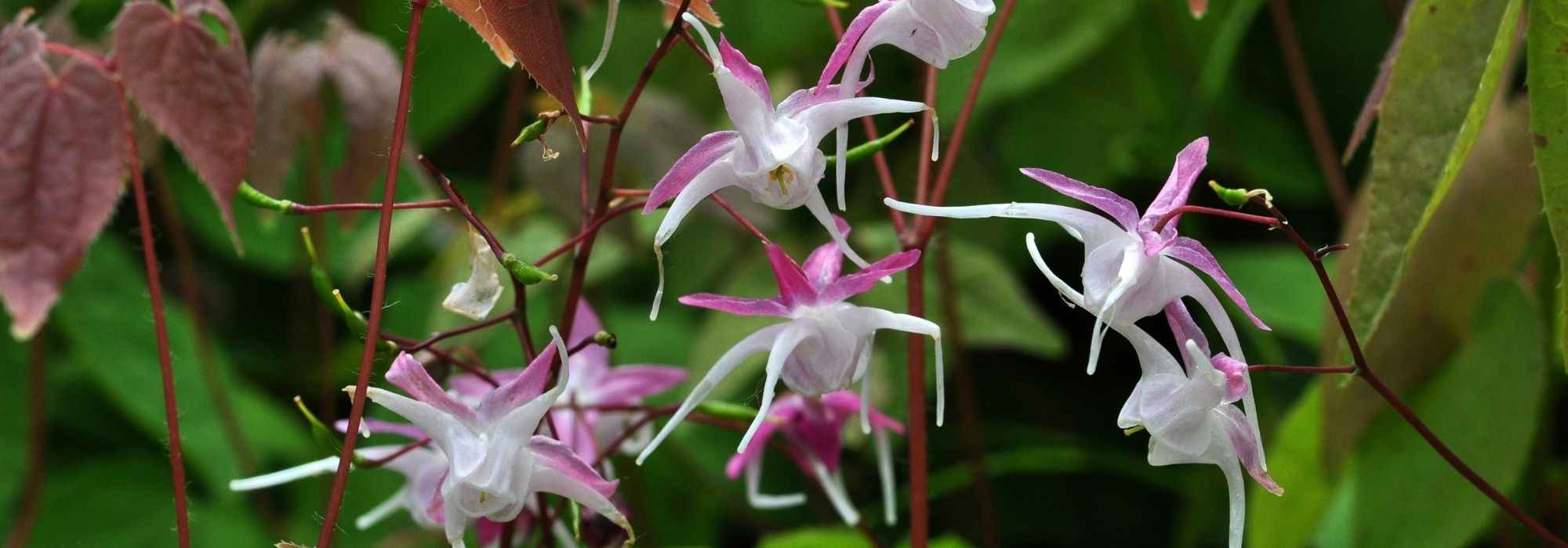 Cultivar Epimedium en macetas