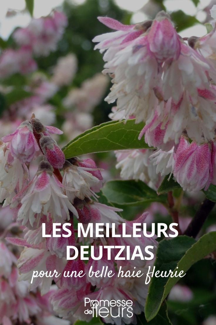 los mejores deutzia para un seto florido