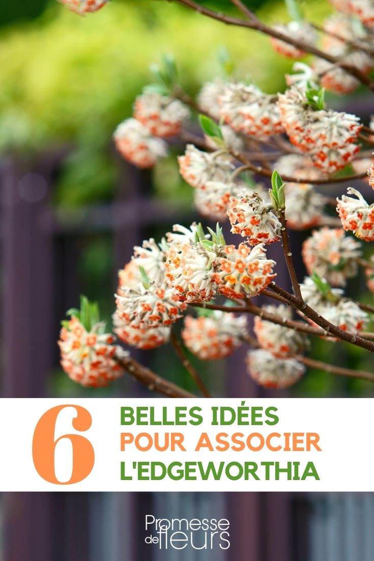 edgeworthia-combinar