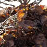 7 árboles cuyas hojas se descomponen fácilmente