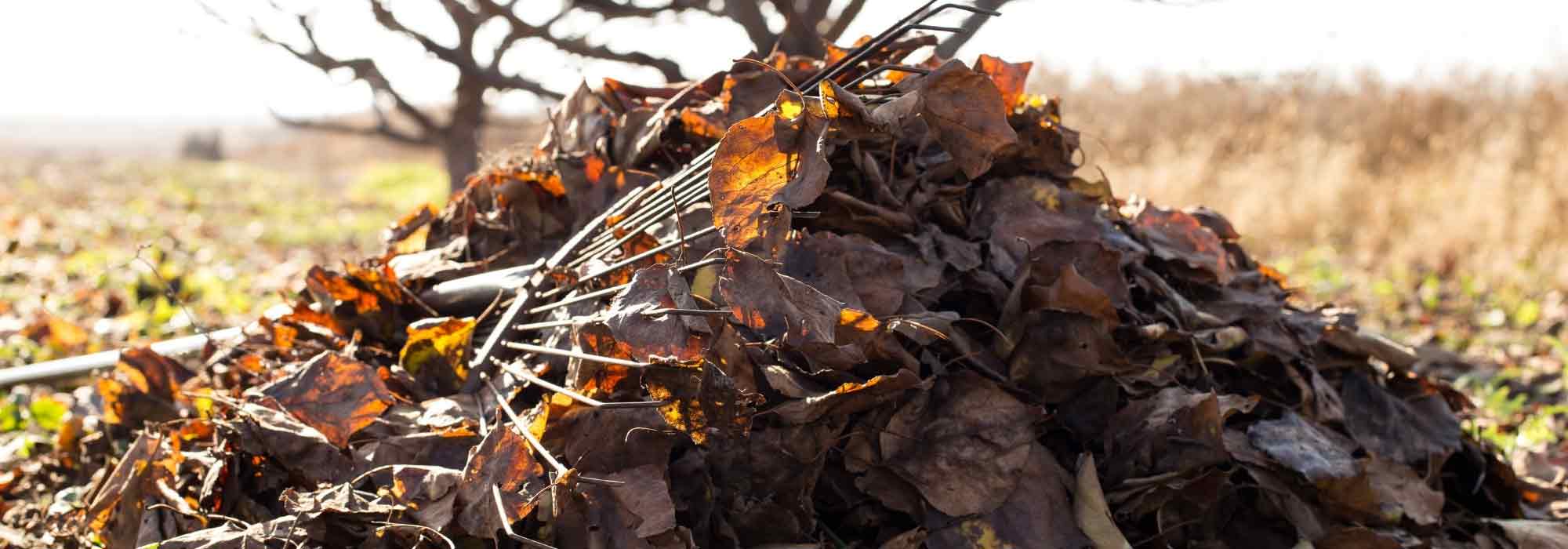 7 árboles cuyas hojas se descomponen fácilmente