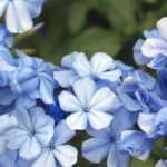 8 plantas trepadoras de flores azules que no pueden faltar en el jardín