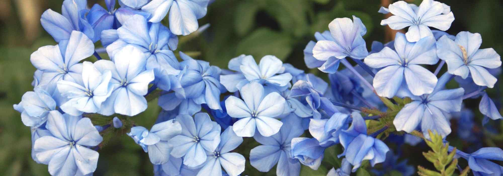 8 plantas trepadoras de flores azules que no pueden faltar en el jardín