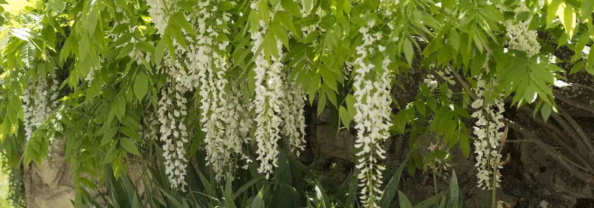 6 plantas trepadoras de flor blanca
