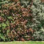 ¿Cómo crear un seto que sirva de pantalla de privacidad?