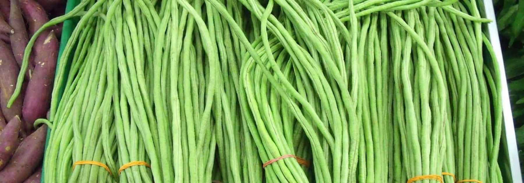 Judía kilométrica: sembrar, cultivar y cosechar