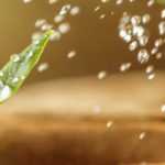 Cómo regar la siembra con éxito: guía para principiantes