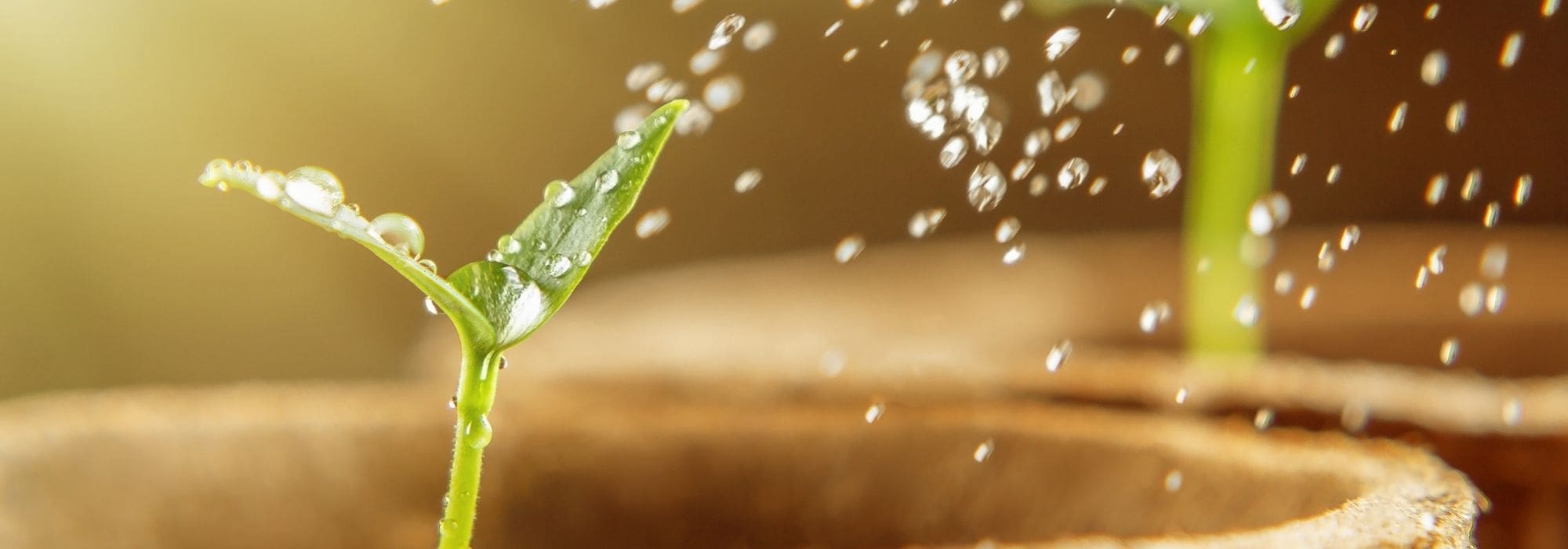 Cómo regar la siembra con éxito: guía para principiantes