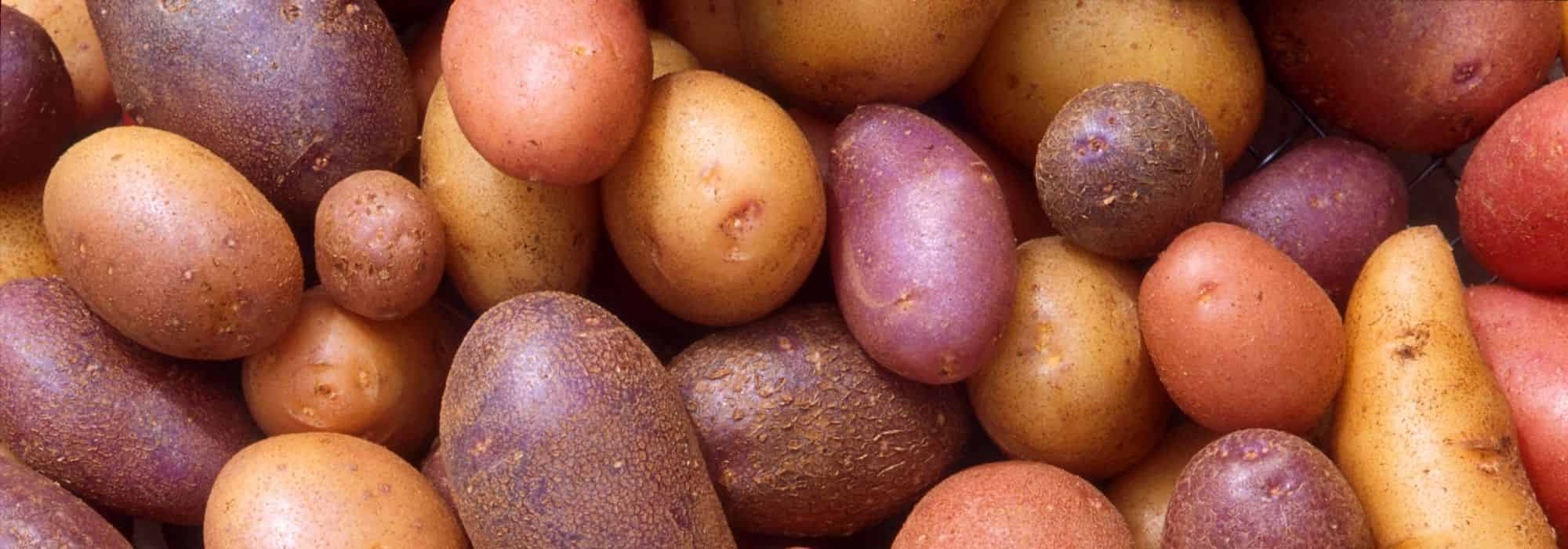 Cultivar patatas nuevas