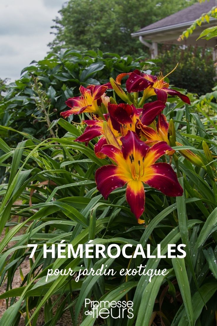 hemerocallis jardín exótico