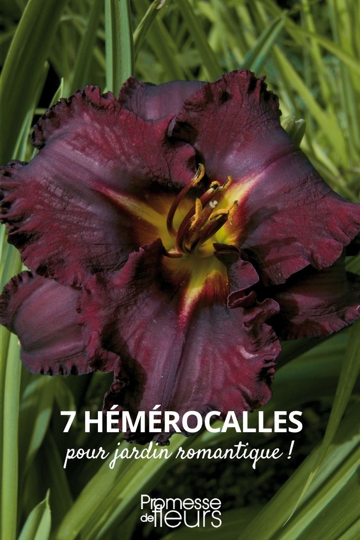 hemerocallis jardín romántico