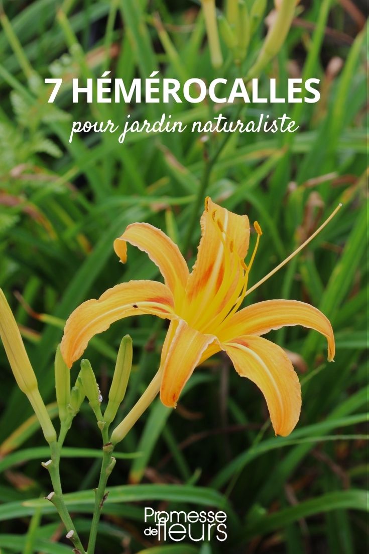 hemerocallis para jardín naturalista