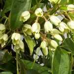 Holboellia: 7 ideas de asociaciones exitosas