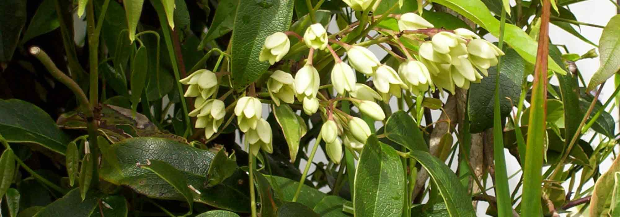 Holboellia: 7 ideas de asociaciones exitosas