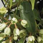 Cultivar Holboellia en macetas