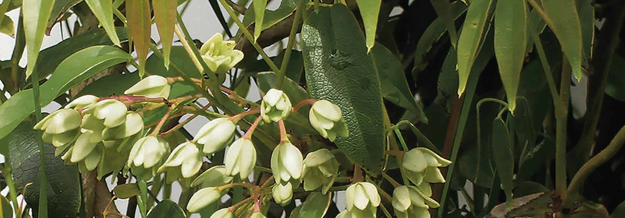 Cultivar Holboellia en macetas