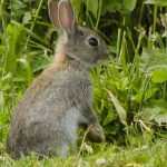 Huerto en el campo: ¿Cómo proteger los cultivos de los animales?