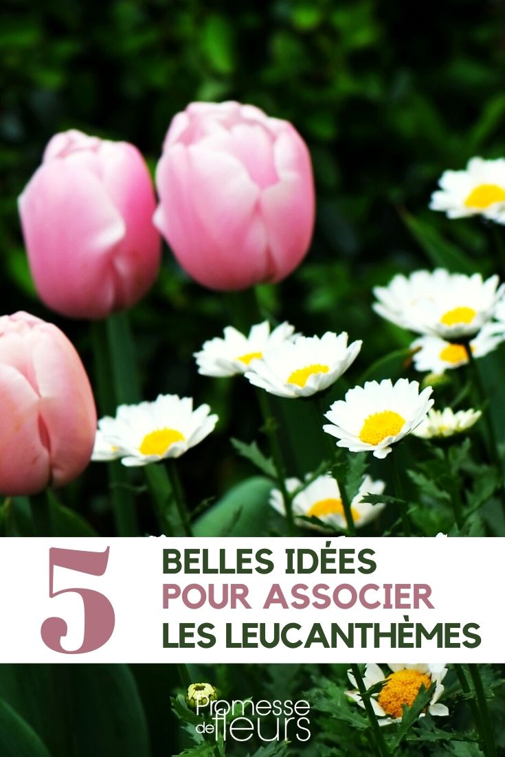 leucanthemum-asociar