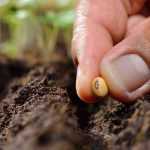 5 formas de multiplicar tus plantas gratis