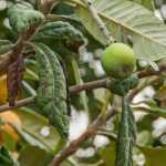 ¿Cómo podar níspolas?