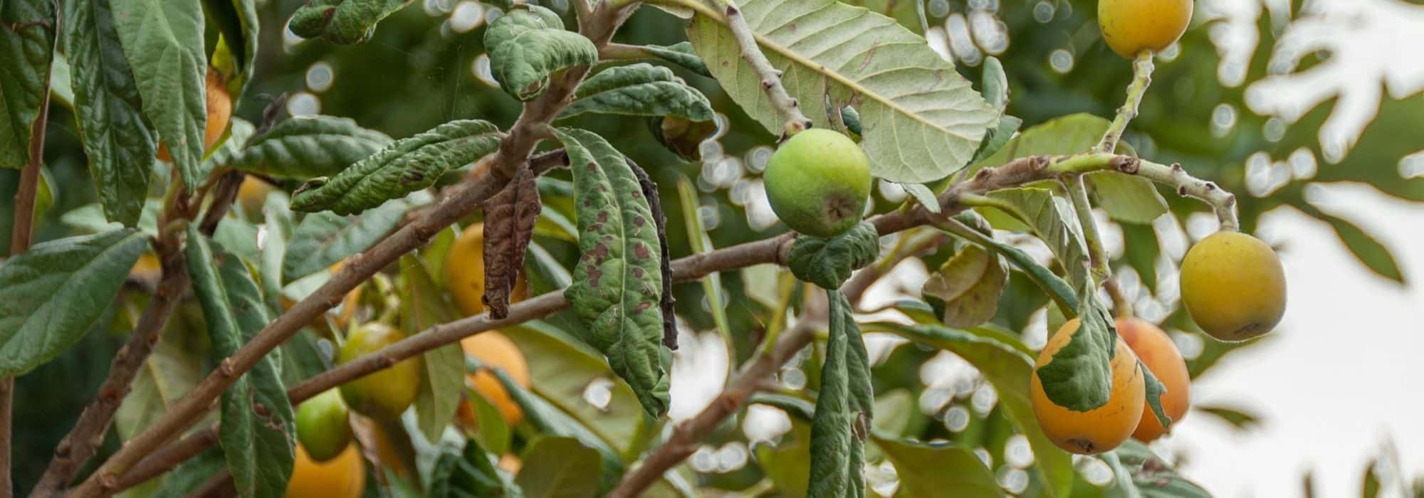 ¿Cómo podar níspolas?