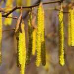 ¿Cómo combinar el avellano?