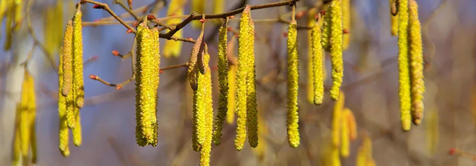 ¿Cómo combinar el avellano?