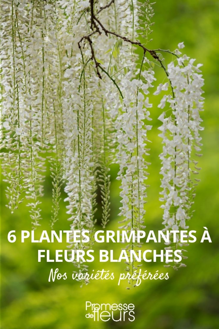plantas trepadoras con flores blancas