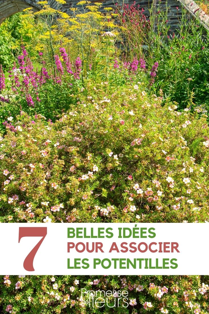 Potentilla: cómo combinarla