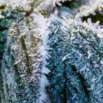 Plantar un rosal en clima muy frío