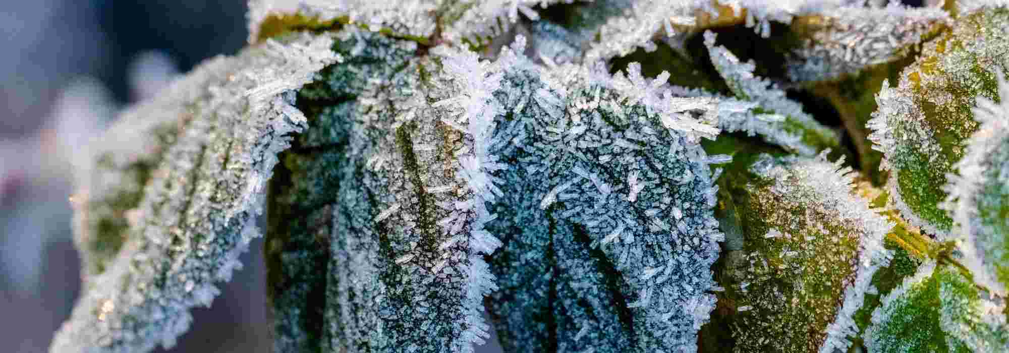 Plantar un rosal en clima muy frío