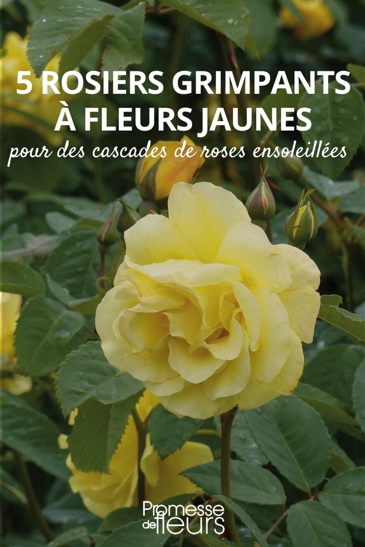 rosales trepadoras amarillas
