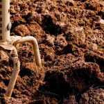 ¿Para qué sirve un cultivador rotativo?