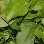 Cultivar acedera en macetas