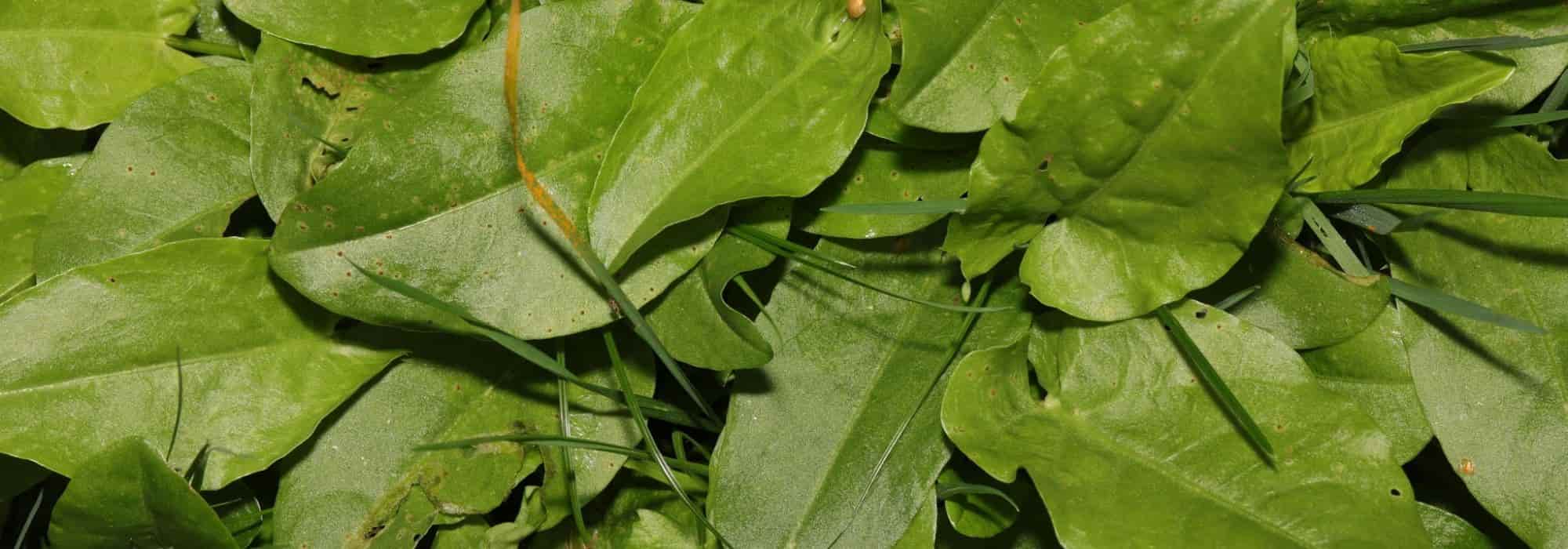 Cultivar acedera en macetas