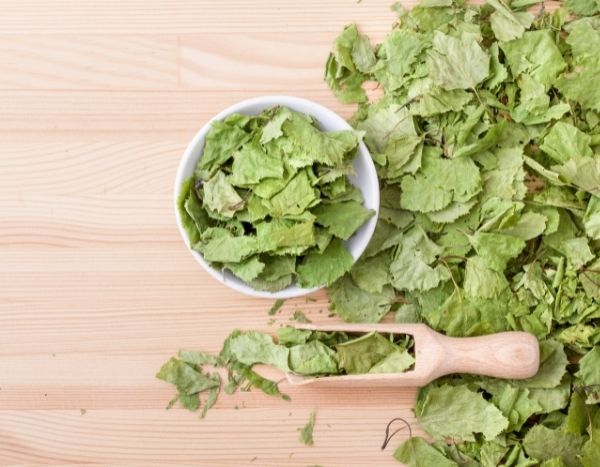 ¿Cómo secar hojas de abedul?