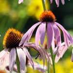 6 secretos para cultivar con éxito las equináceas