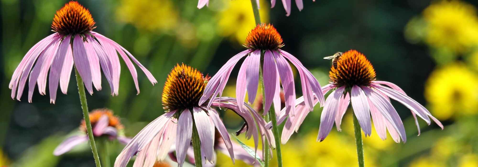 6 secretos para cultivar con éxito las equináceas