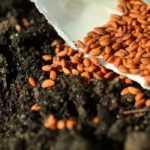 ¿Cómo asegurarse de elegir una semilla de calidad?