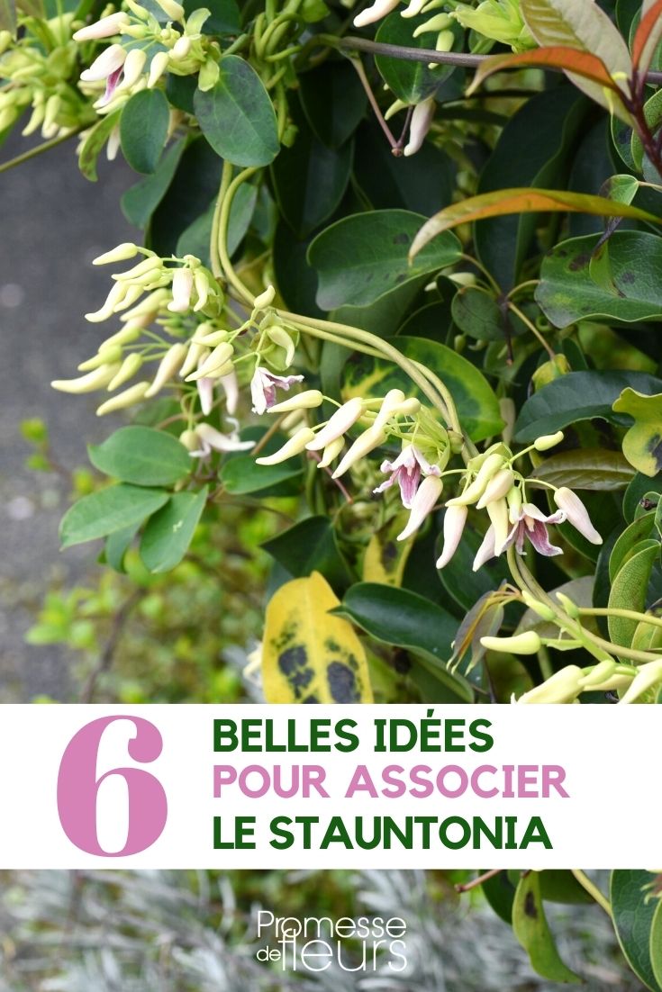 stauntonia - asociar