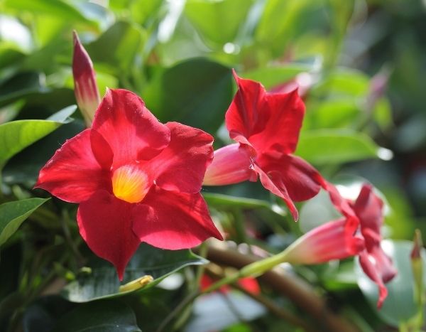 ¿Cómo podar una dipladenia?