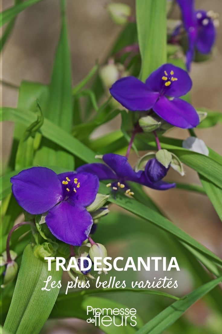 tradescantia variedades más hermosas
