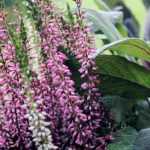 6 vivaces para cultivar en un balcón ventoso