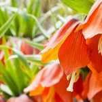 7 bulbos de primavera de flores naranja que no pueden faltar en tu jardín