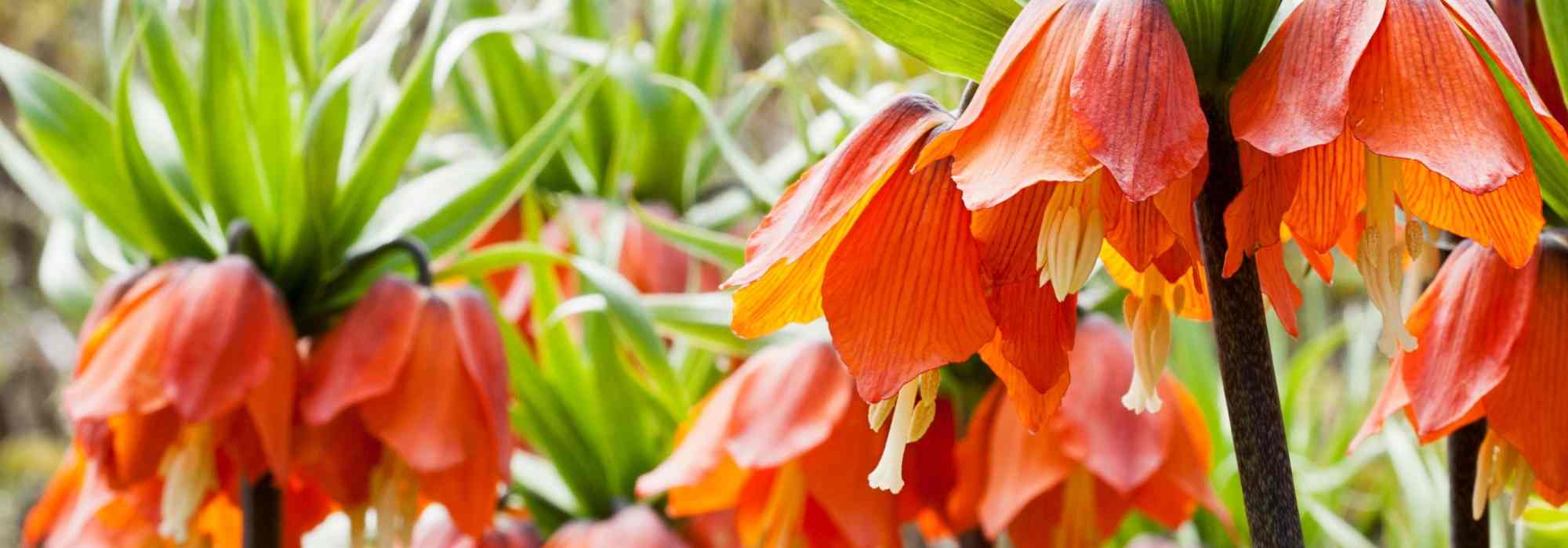 7 bulbos de primavera de flores naranja que no pueden faltar en tu jardín