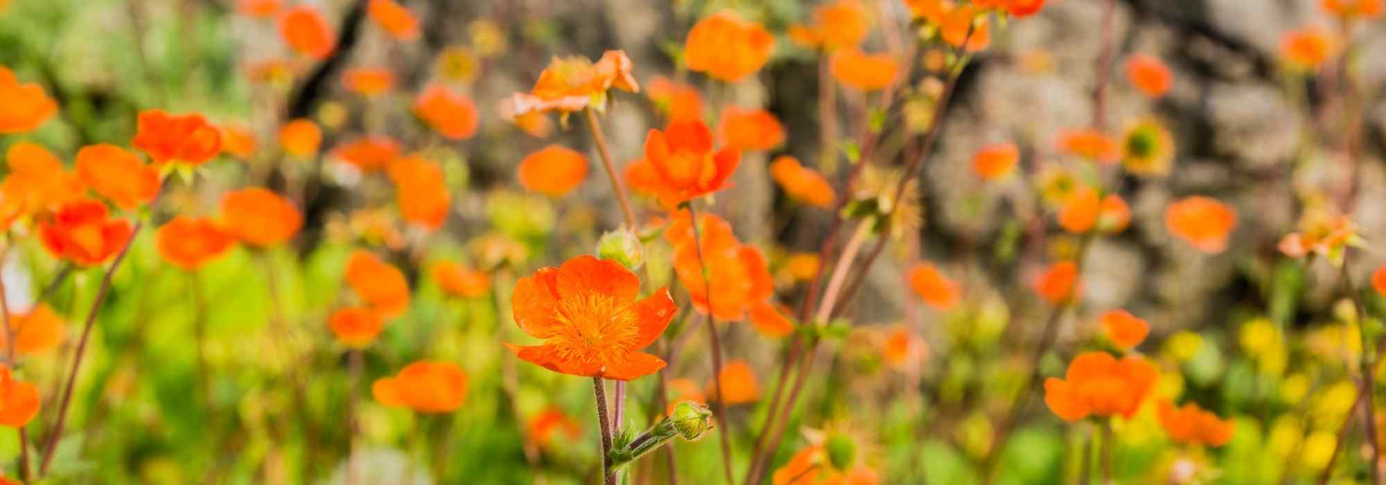 8 vivaces de flor naranja que no pueden faltar en tu jardín