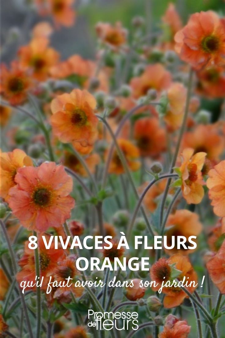 vivaces flores naranjas