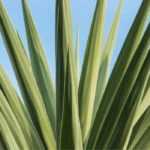 Cómo cultivar Yucca elephantipes con éxito